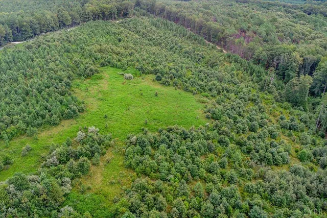 a view of a lush green forest