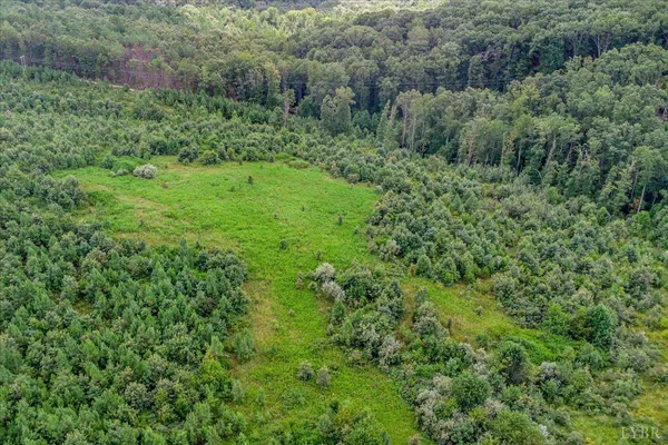 a view of a lush green forest