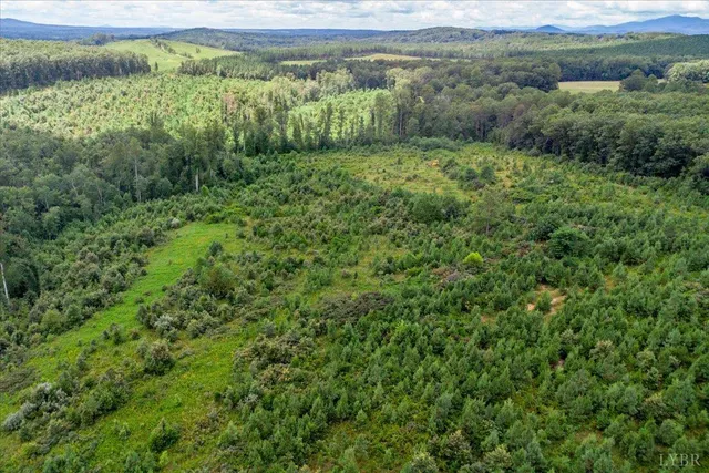 a view of a lush green forest with a mountain and trees