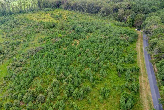 a view of a lush green forest