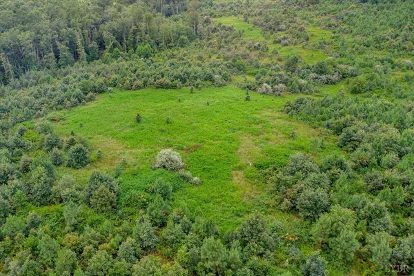 a view of a garden with plants