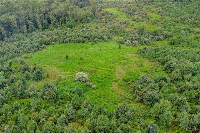 a view of a garden with plants