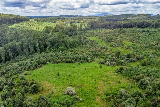 a view of a lush green space