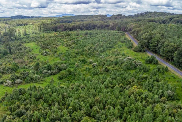 a view of a lush green forest with lots of trees