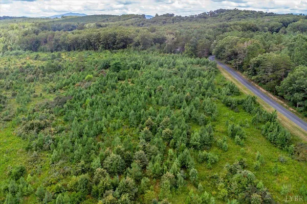 a view of a lush green forest with lush green forest