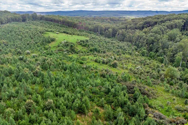 a view of a lush green forest with trees and some houses