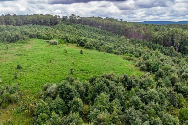 a view of a lush green forest with trees in the background