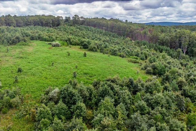 a view of a lush green forest with trees in the background