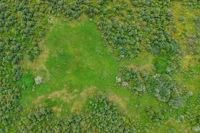 a view of a lush green forest