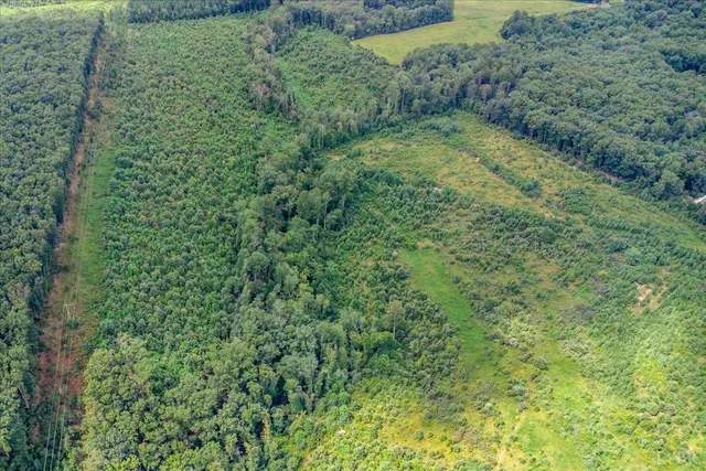 a view of a forest that has a tree in it