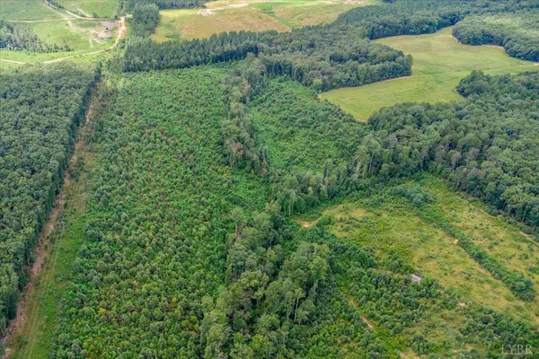 a view of a lush green forest with trees and grass