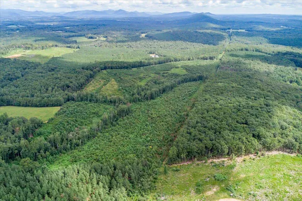 a view of a lush green forest with lots of trees