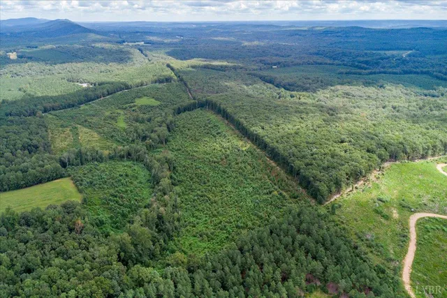 a view of a lush green forest