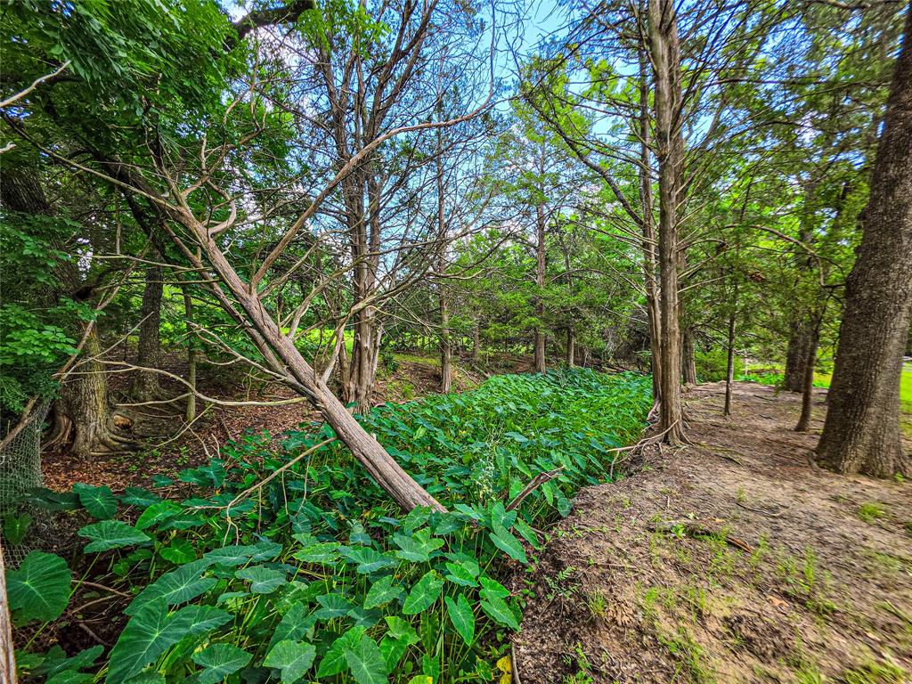 1900 Haymarket Road Dallas, TX 75253 - Photo 16 of 20 Wooded property featuring mature trees, diverse foliage, and a natural ground cover