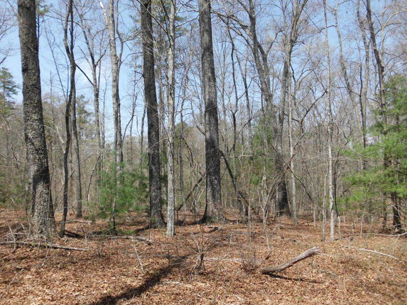 15.26-ac Massingale Road Tellico Plains, TN 37385 - Photo 11 of 21 SANY0031