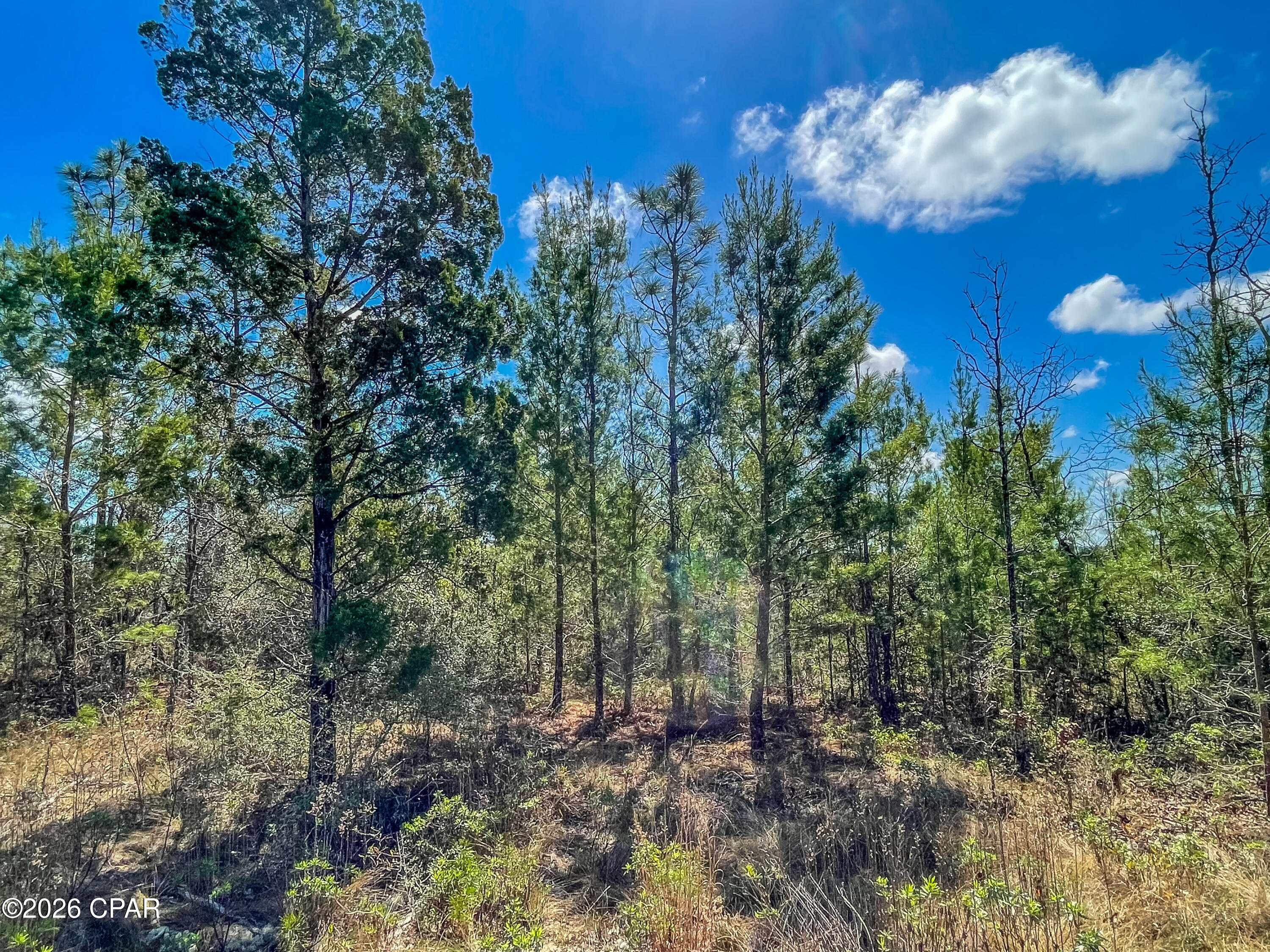 4303 Twin Ponds Road Marianna, FL 32448 - Photo 13 of 24