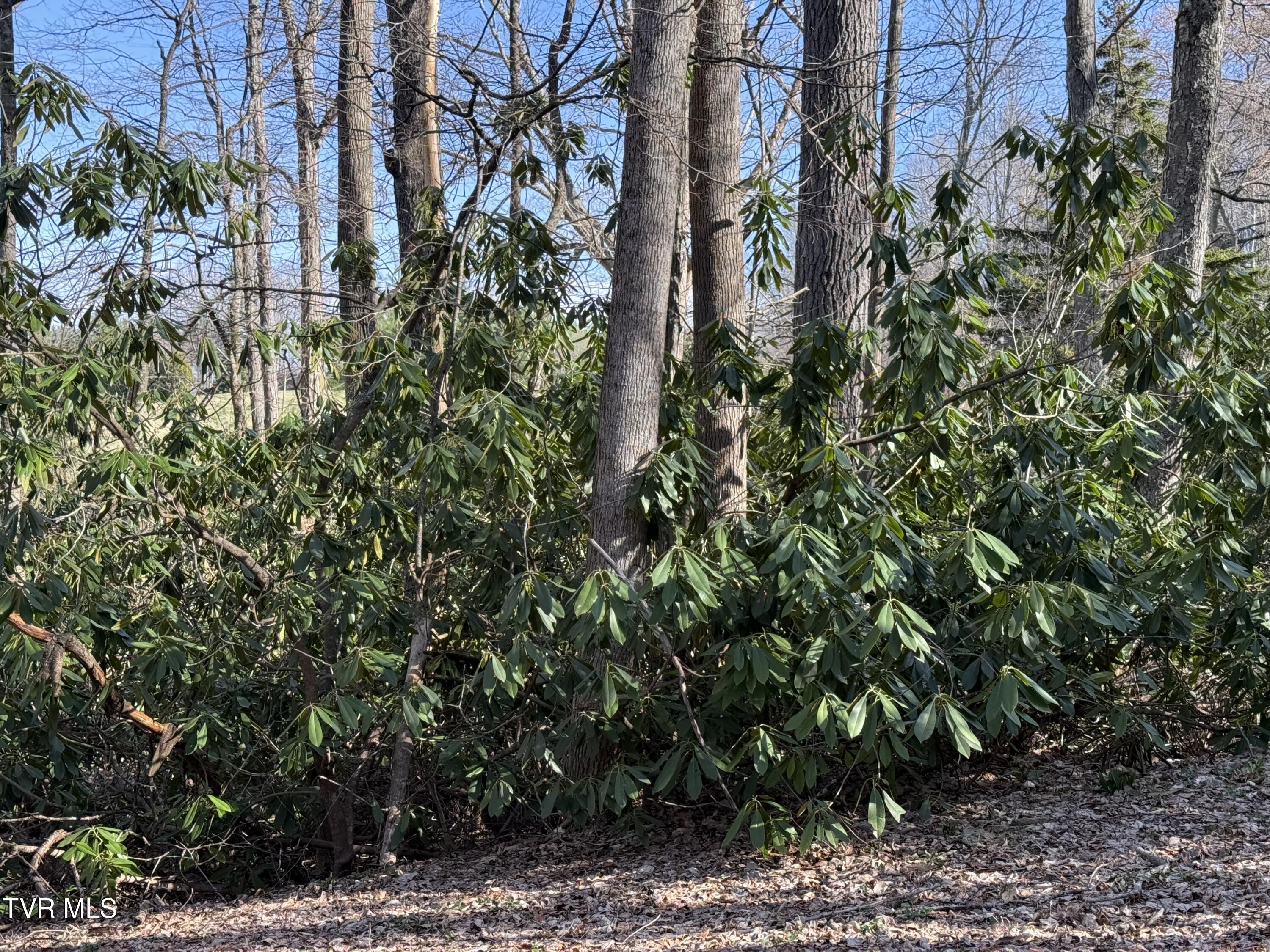 1770 Red Brush Road Mountain City, TN 37683 - Photo 13 of 26 1770 Redbrush 7