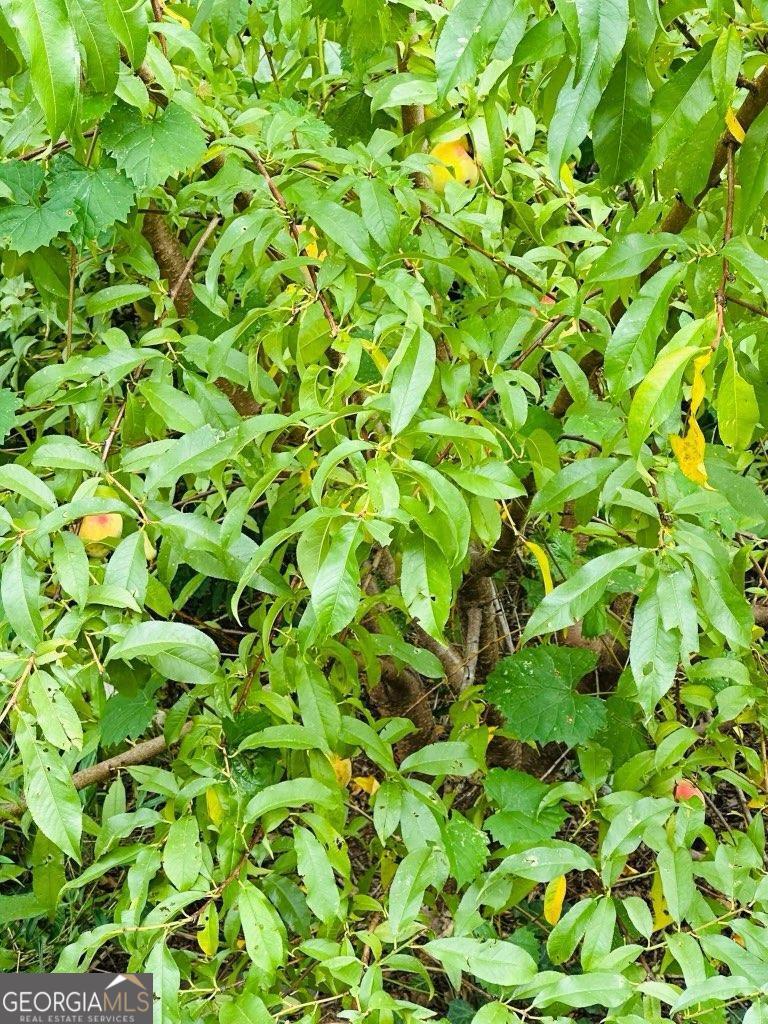 4196 Mud Creek Road Cornelia, GA 30531 - Photo 41 of 42