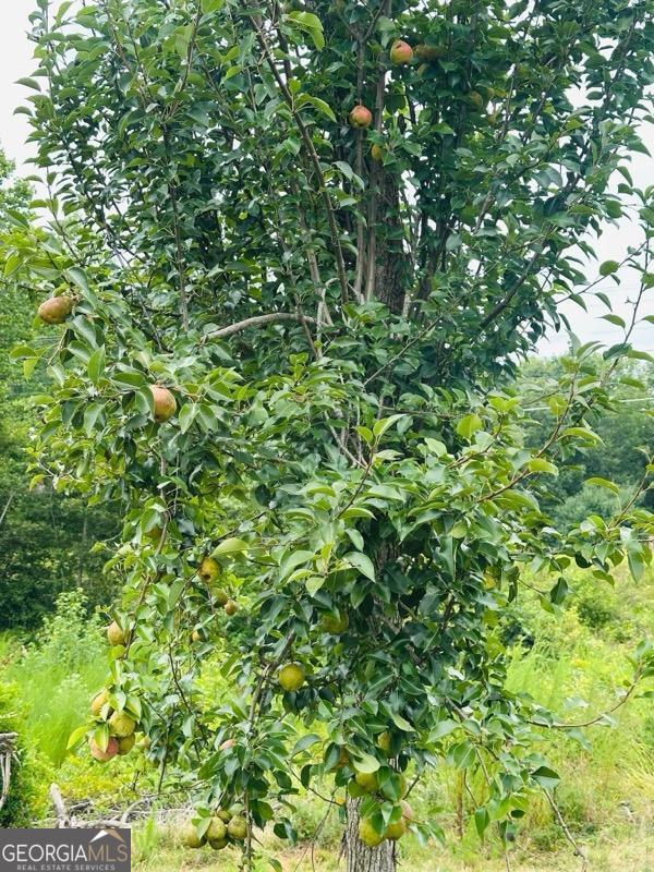 4196 Mud Creek Road Cornelia, GA 30531 - Photo 42 of 42