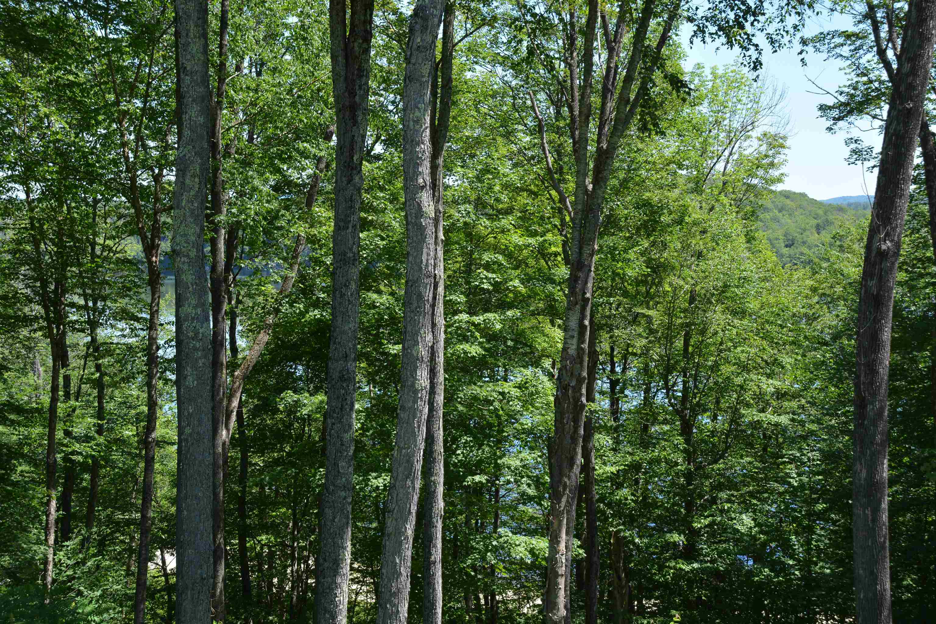 8 Turner Brae Road, Unit BRAE Grantham, NH 03753 - Photo 31 of 59 Gallery Image 31