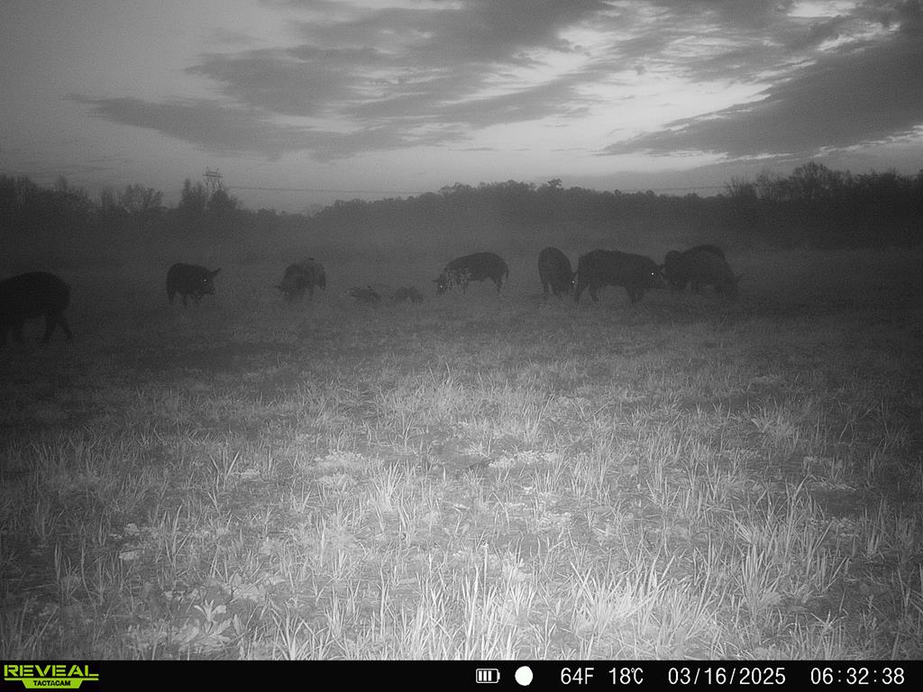 0 Macedonia Ch Road Columbia, AL 36319 - Photo 55 of 61