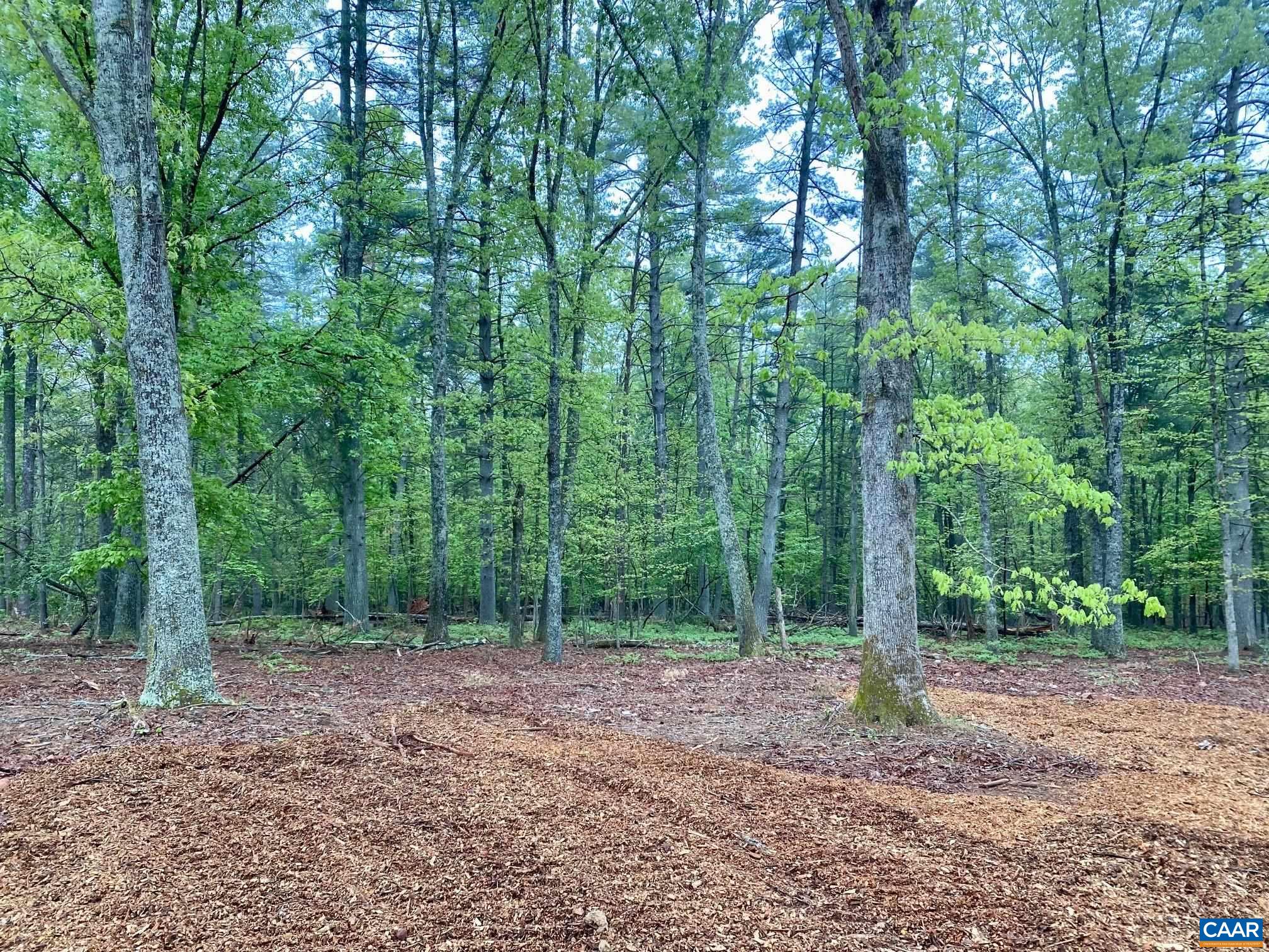 0 Red Hill Road Charlottesville, VA 22903 - Photo 11 of 21 a view of a forest with trees in the background