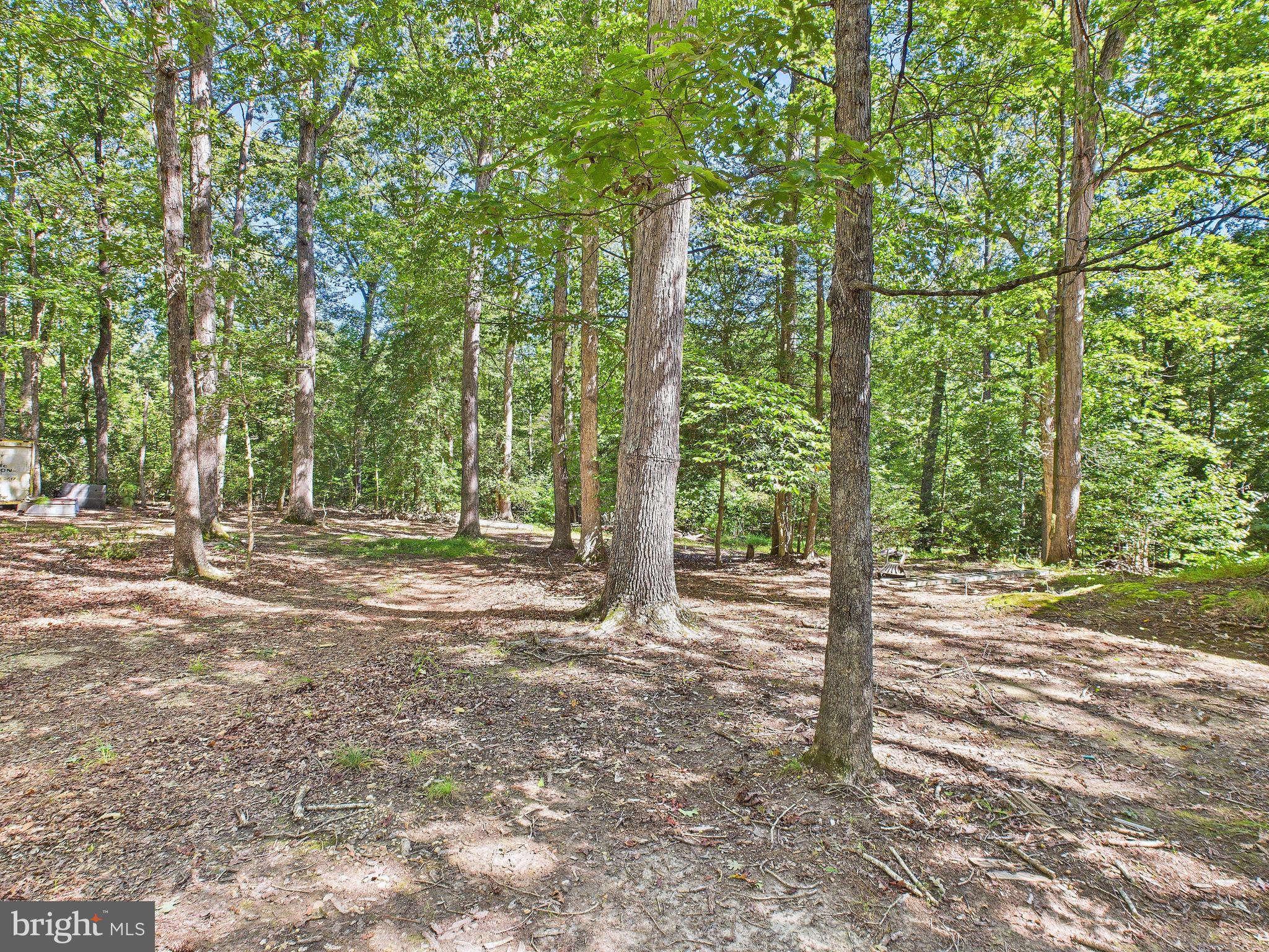11330 Holly Springs Road Nanjemoy, MD 20662 - Photo 37 of 42 a view of a forest with trees