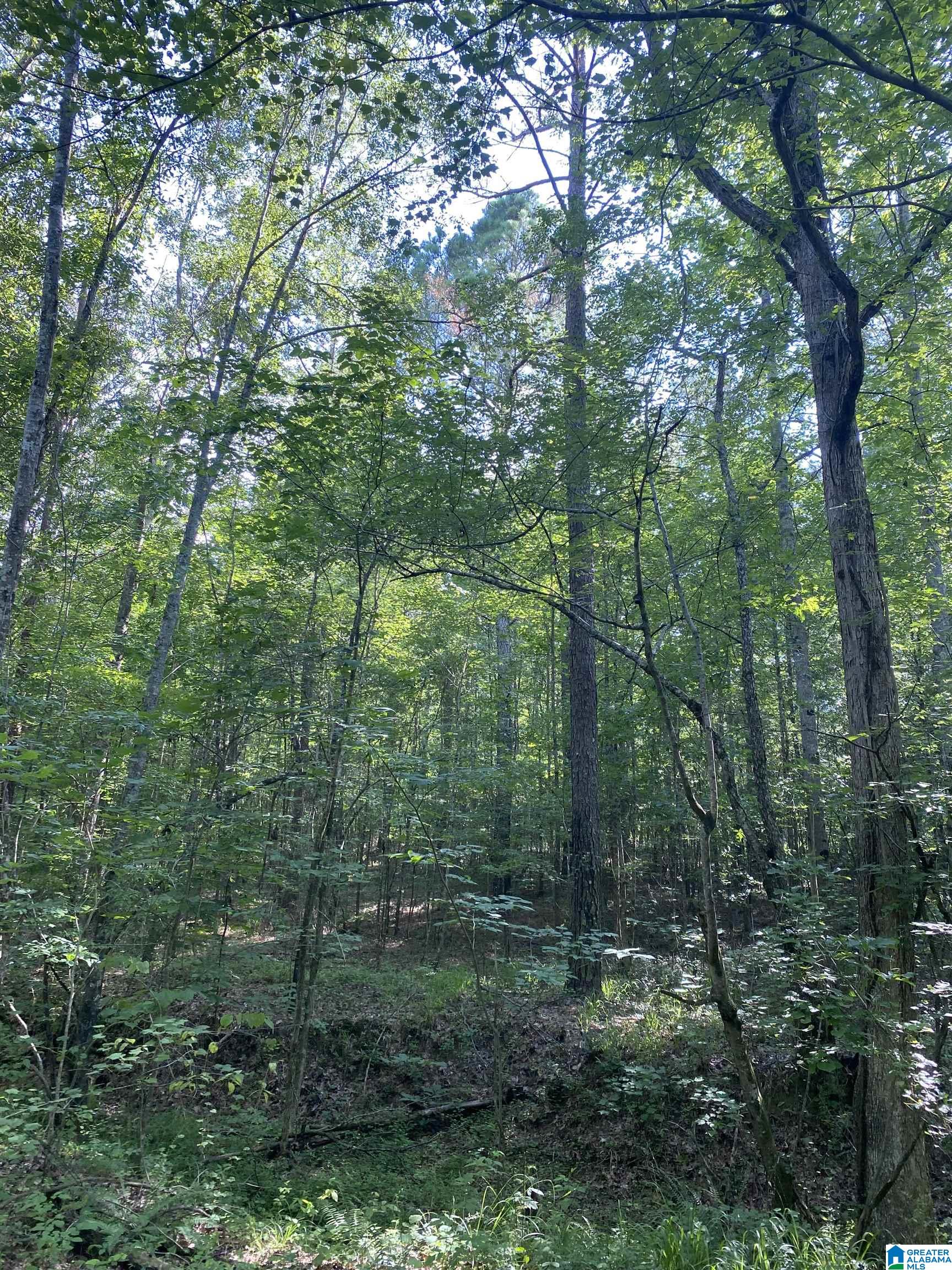 0 Mountain Springs Road Ashville, AL 35953 - Photo 7 of 9