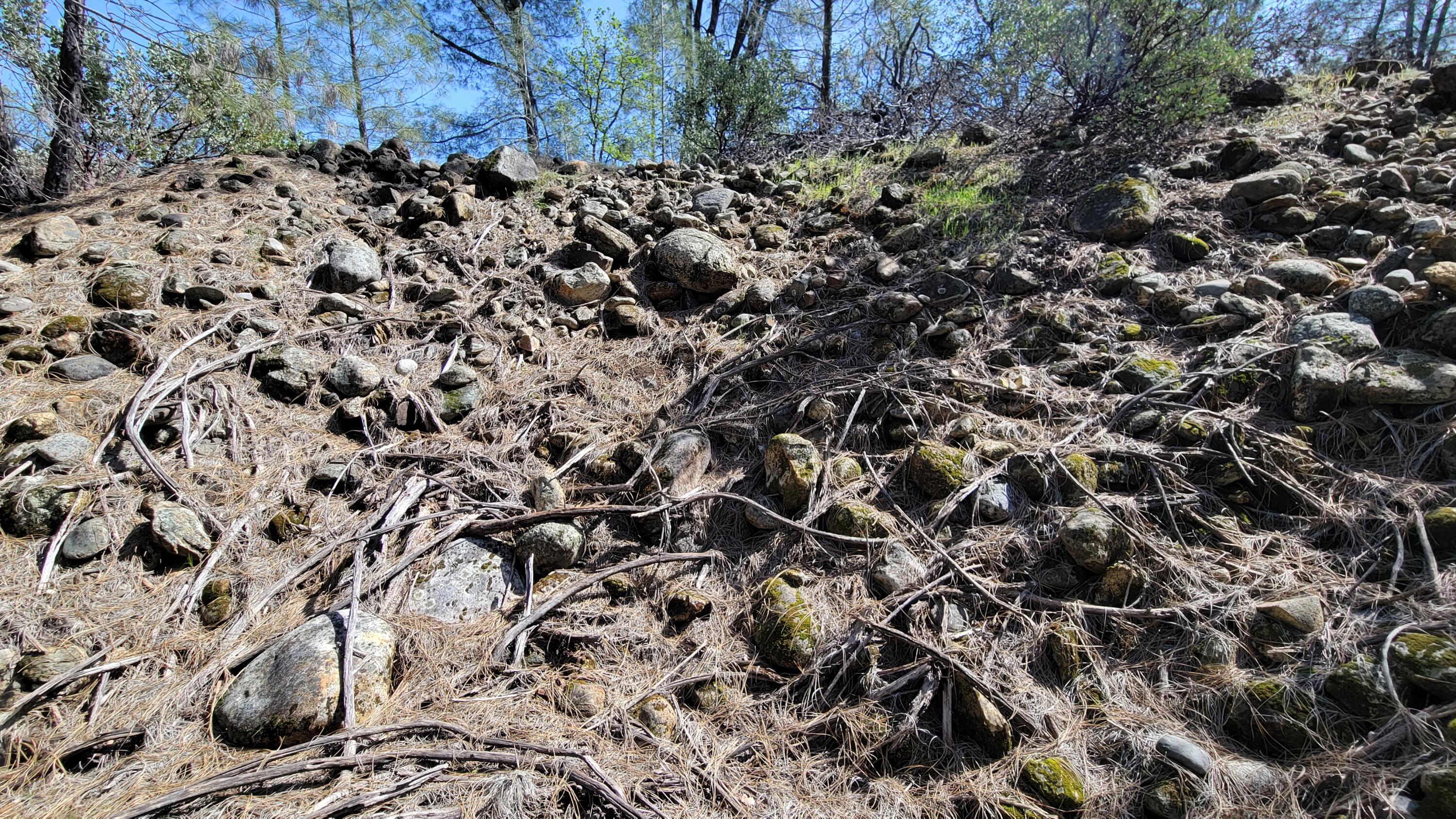 0 Placer Road Igo, CA 96047 - Photo 13 of 33 a view of a large tree
