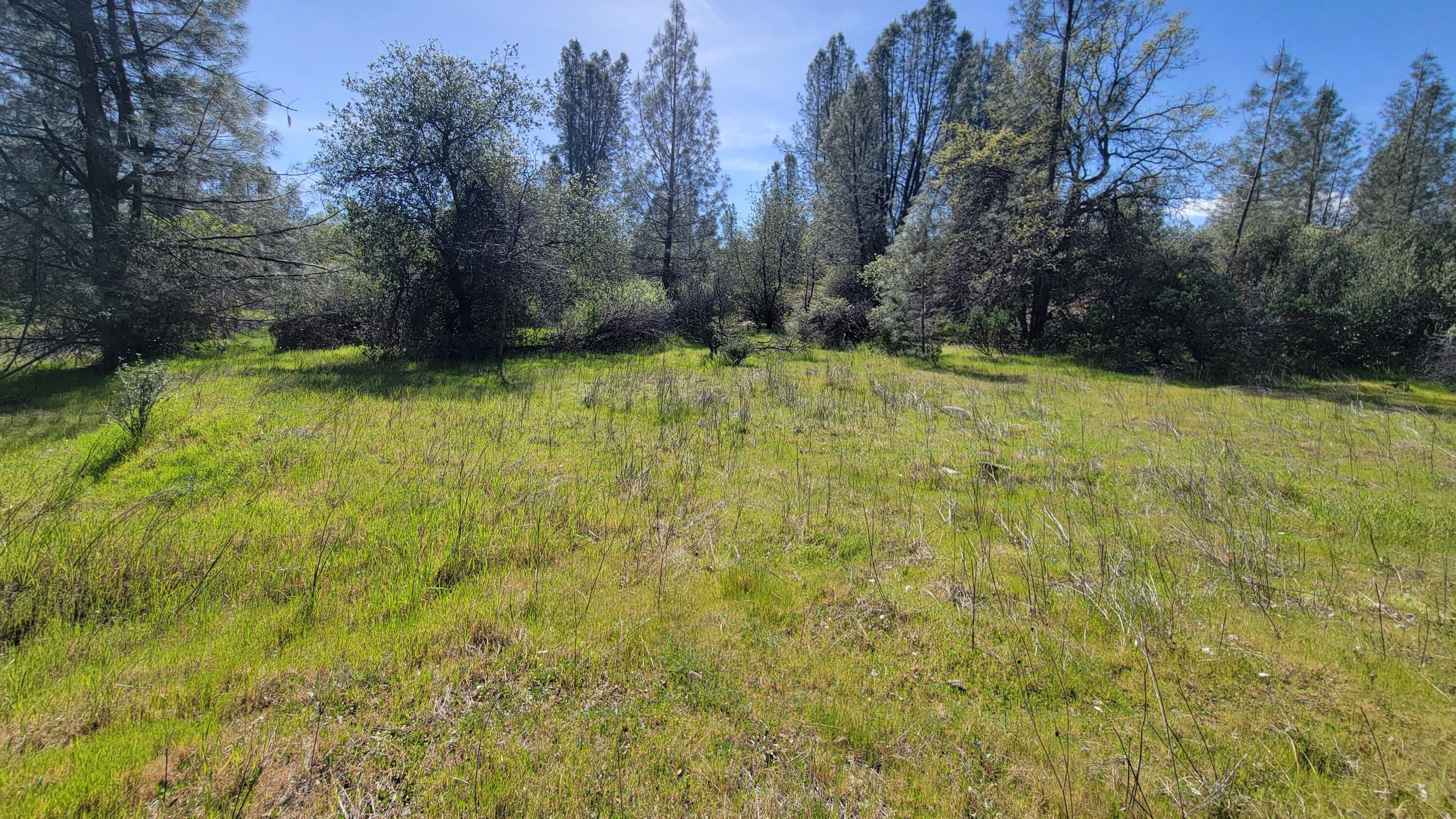 0 Placer Road Igo, CA 96047 - Photo 16 of 33 a view of a yard with trees