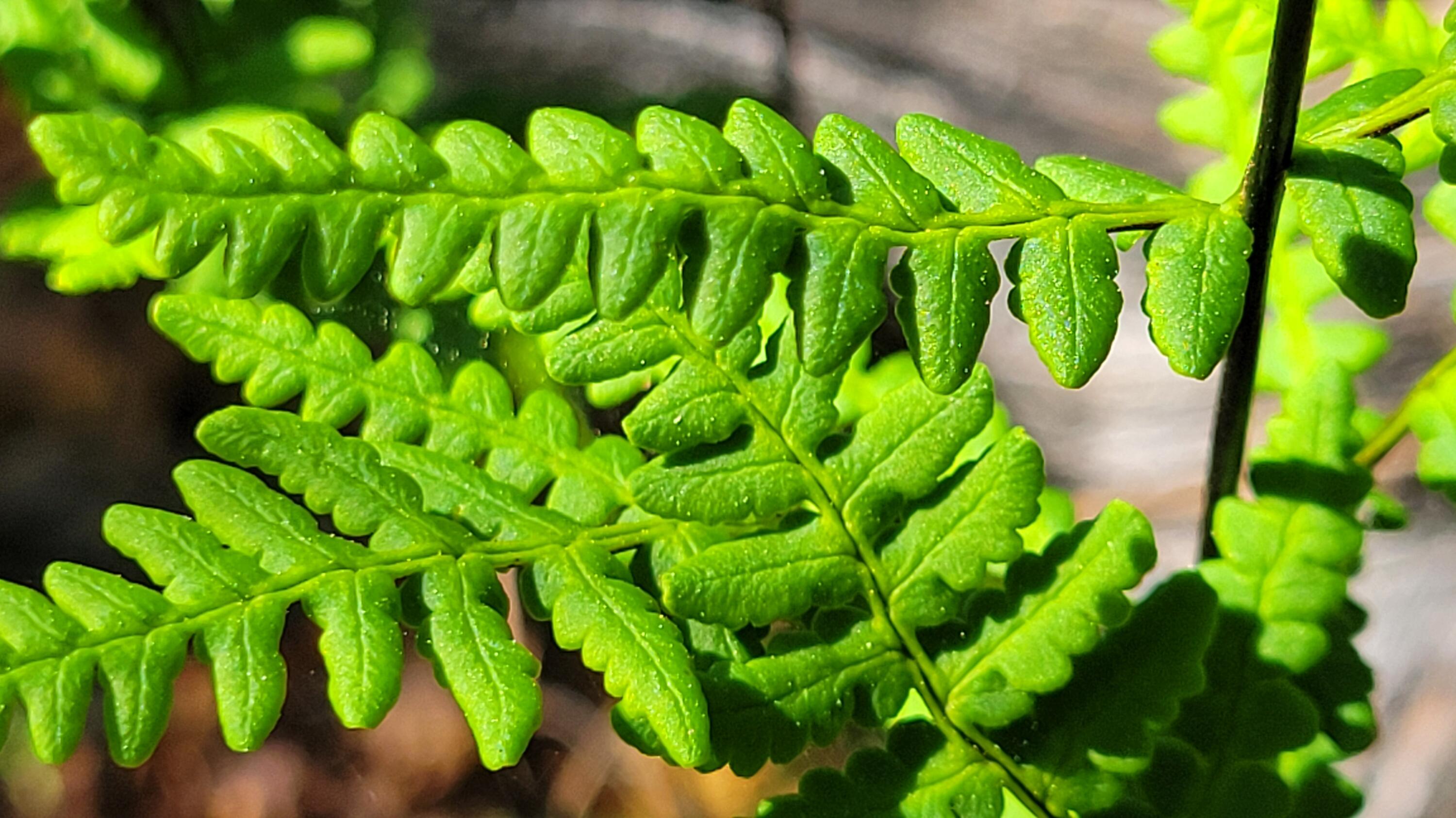 0 Placer Road Igo, CA 96047 - Photo 22 of 33 a view of a plant