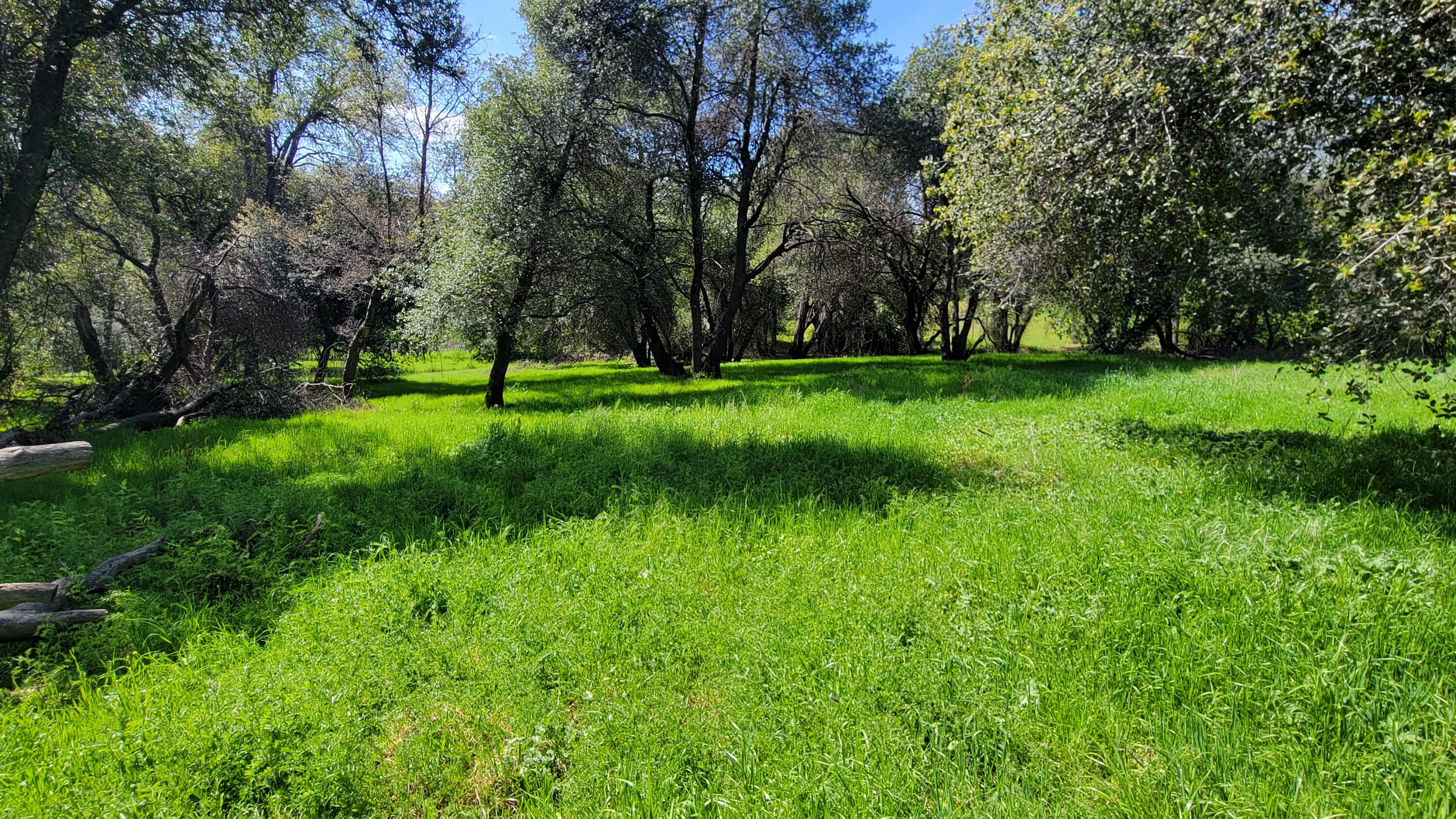 0 Placer Road Igo, CA 96047 - Photo 23 of 33 a view of yard with green space