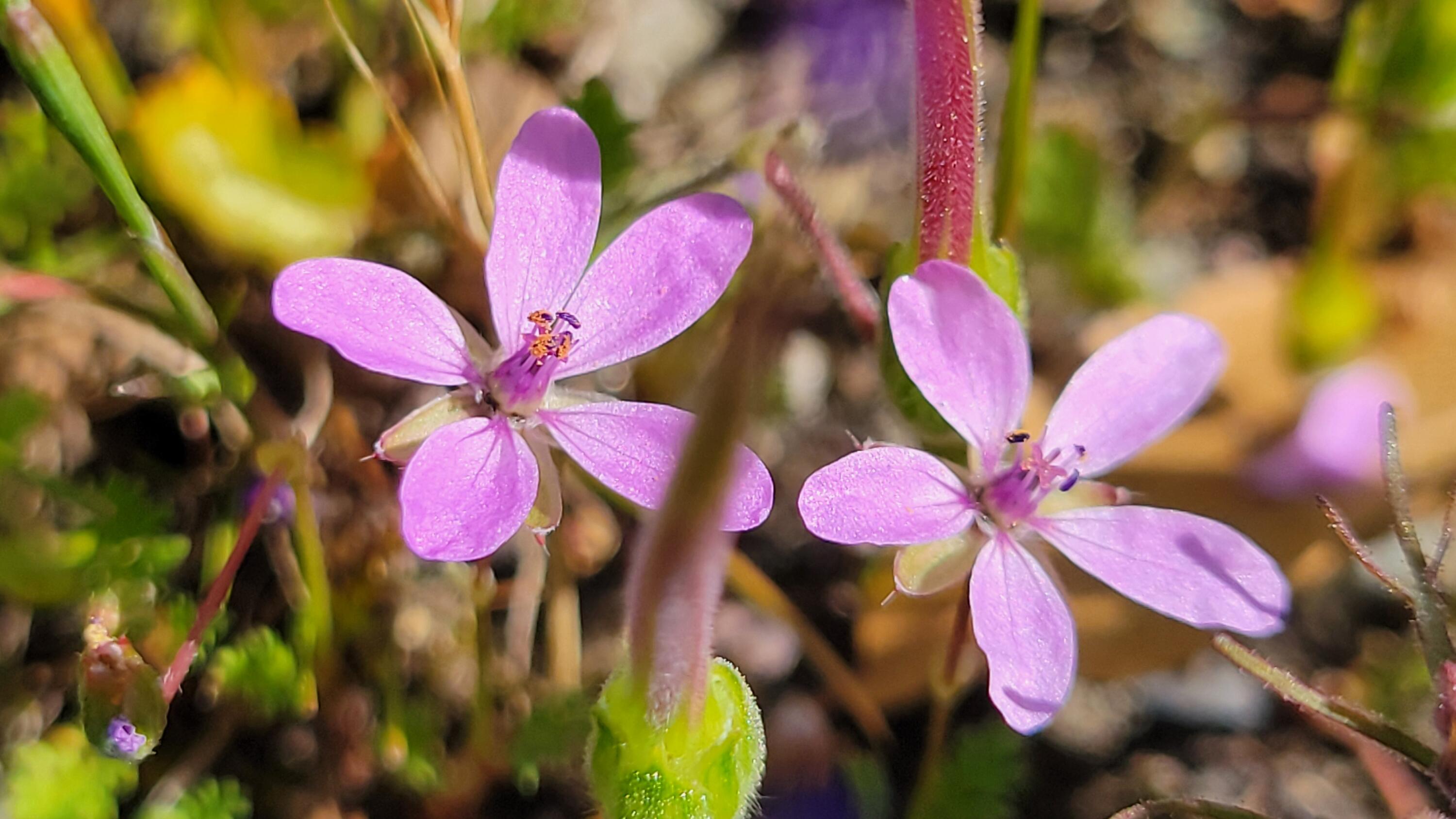 0 Placer Road Igo, CA 96047 - Photo 28 of 33 a view of a pink flowers