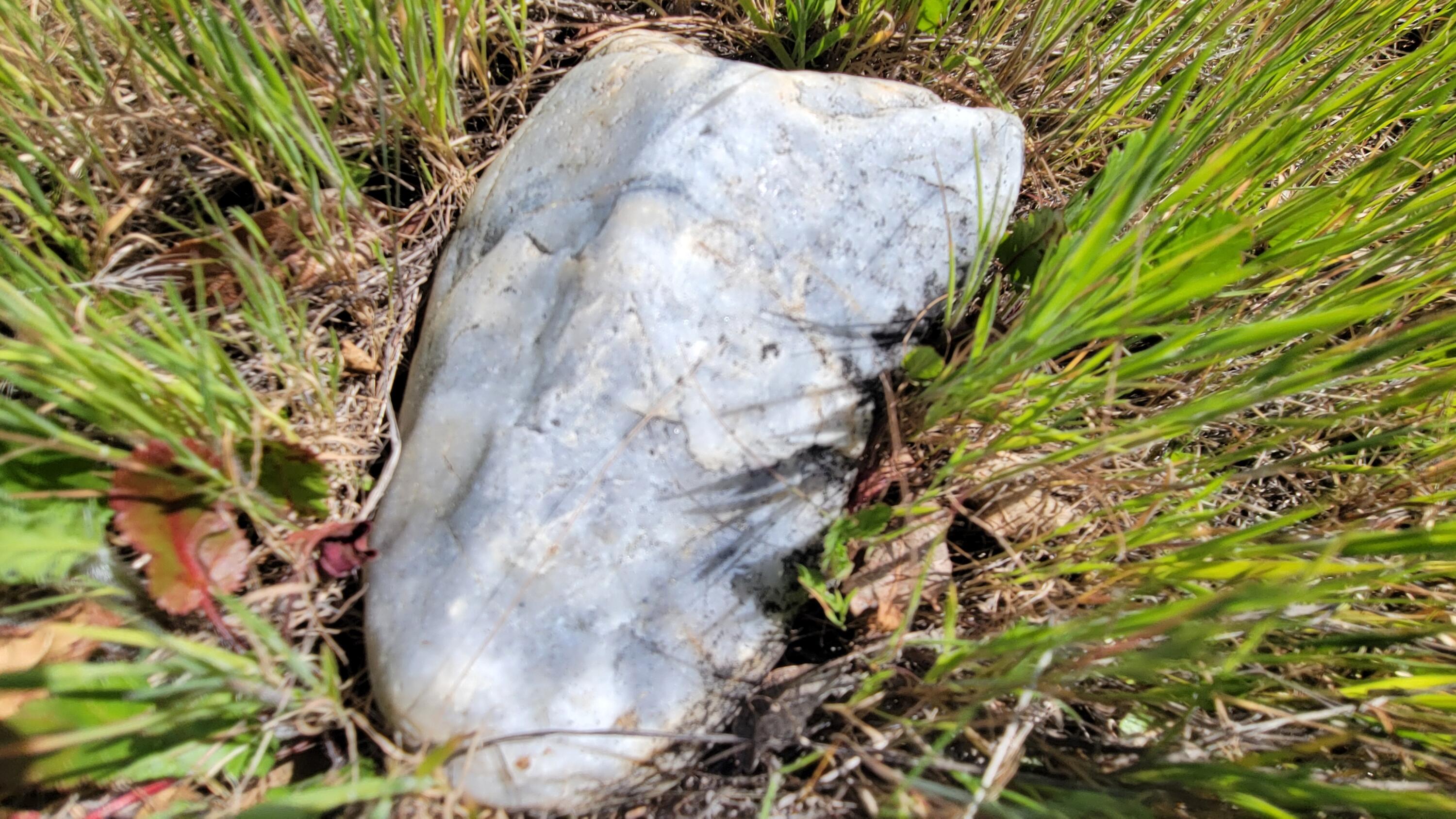 0 Placer Road Igo, CA 96047 - Photo 6 of 33 a close up of a plant in a garden