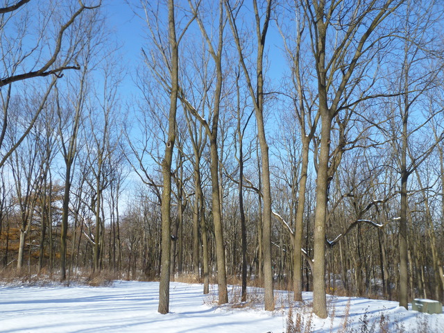 4012 Oak Ridge Road Crystal Lake, IL 60012 - Photo 21 of 24 a view of a park with trees