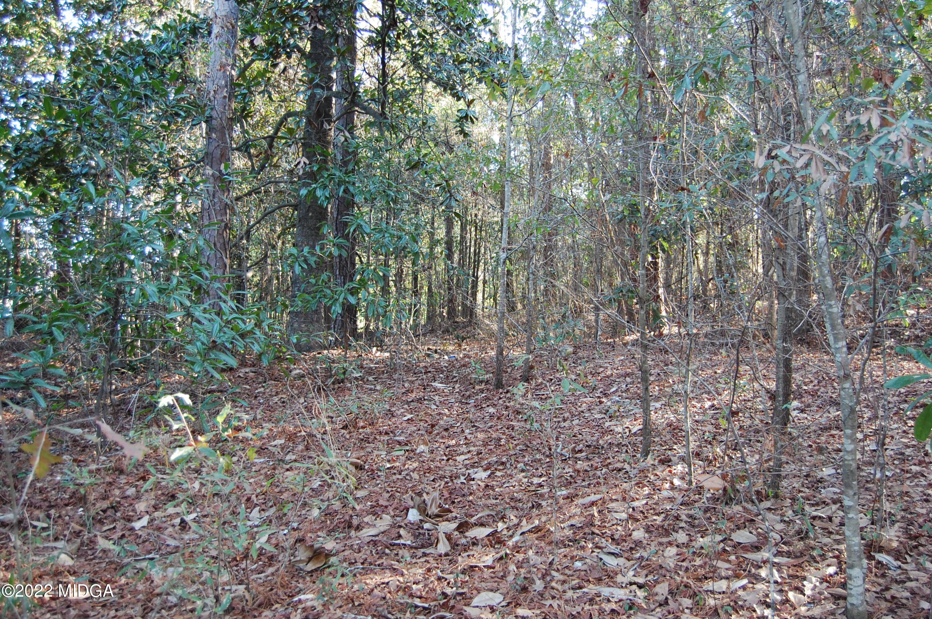 2802 Jeffersonville Road Macon, GA 31217 - Photo 22 of 32 a view of a forest with trees in the background