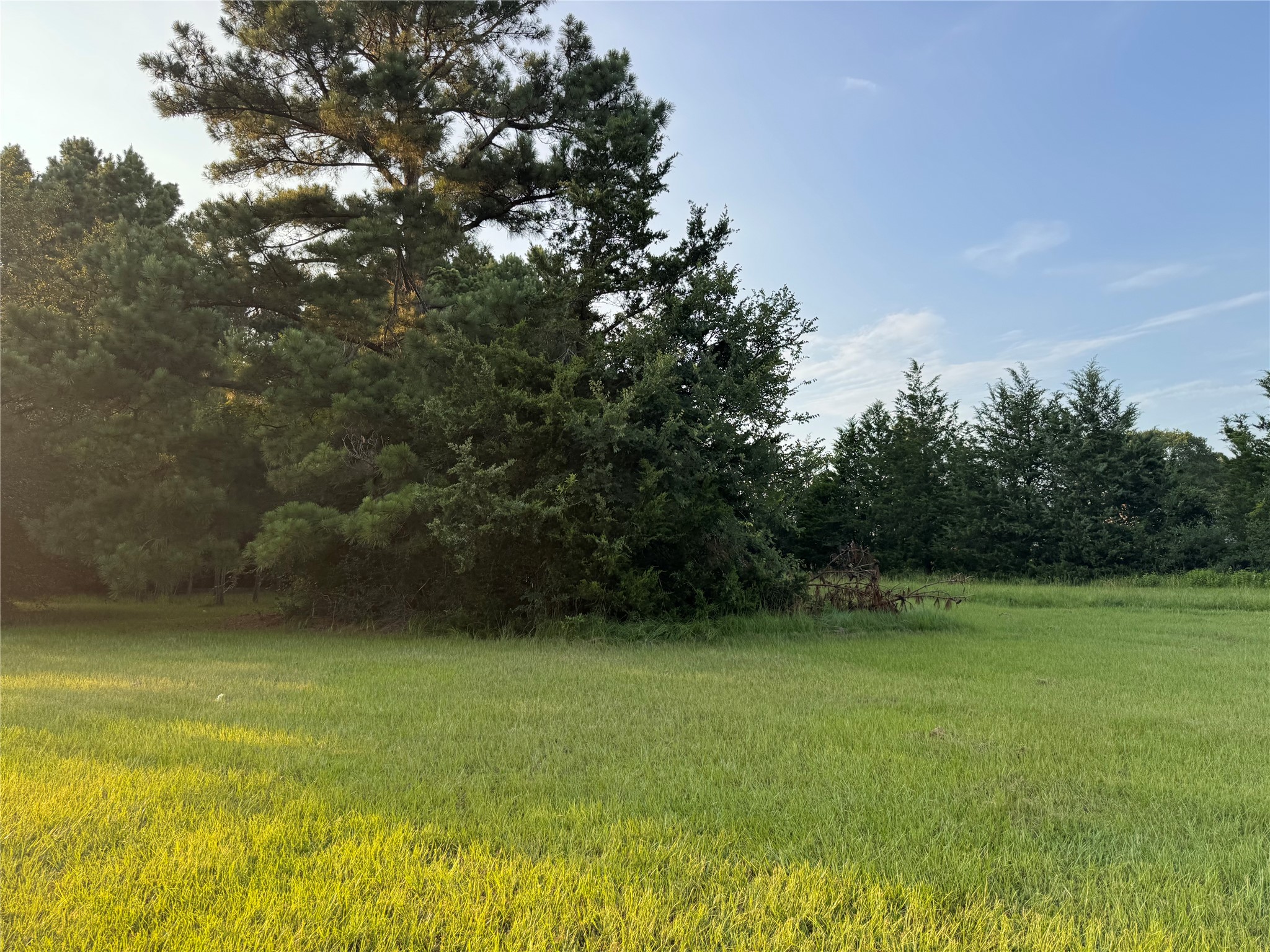 21269 Bracewell Road Bedias, TX 77831 - Photo 6 of 23