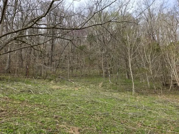 a big yard with lots of green space
