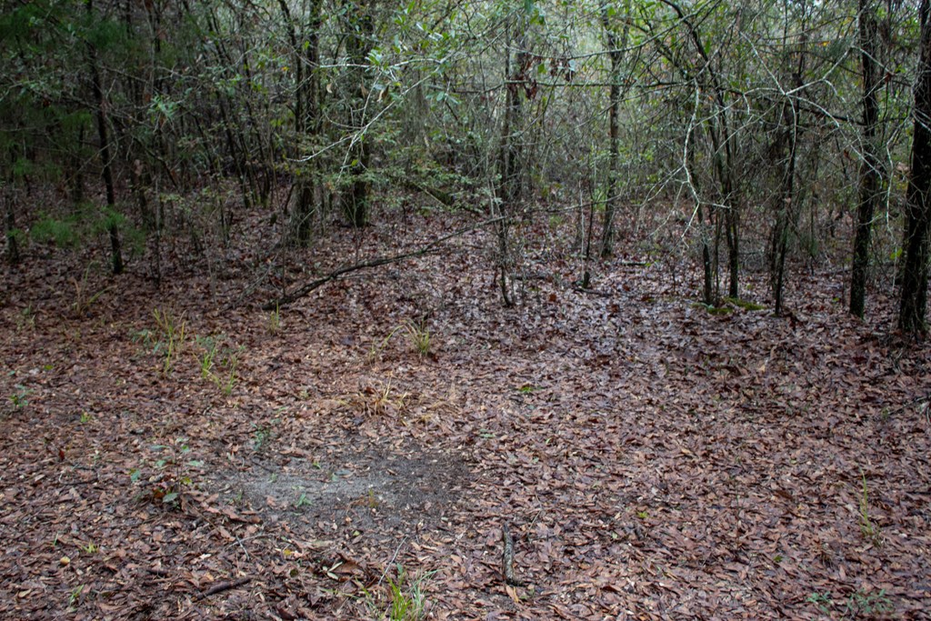 3 Pilgram Ch Road Gordon, AL 36343 - Photo 17 of 28 Gallery Image 17