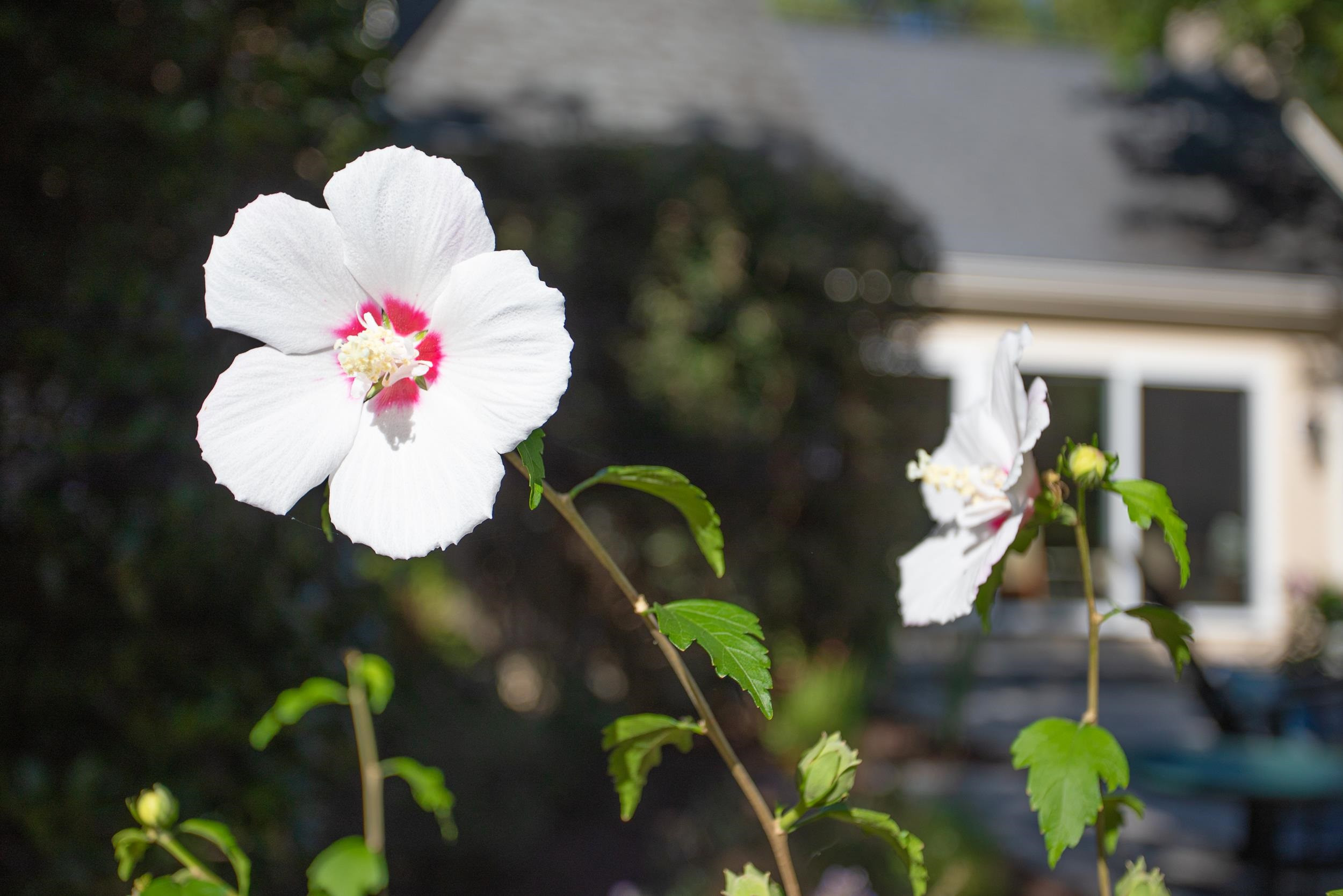 3619 Hathaway Road Durham, NC 27707 - Photo 58 of 65 Photo 58