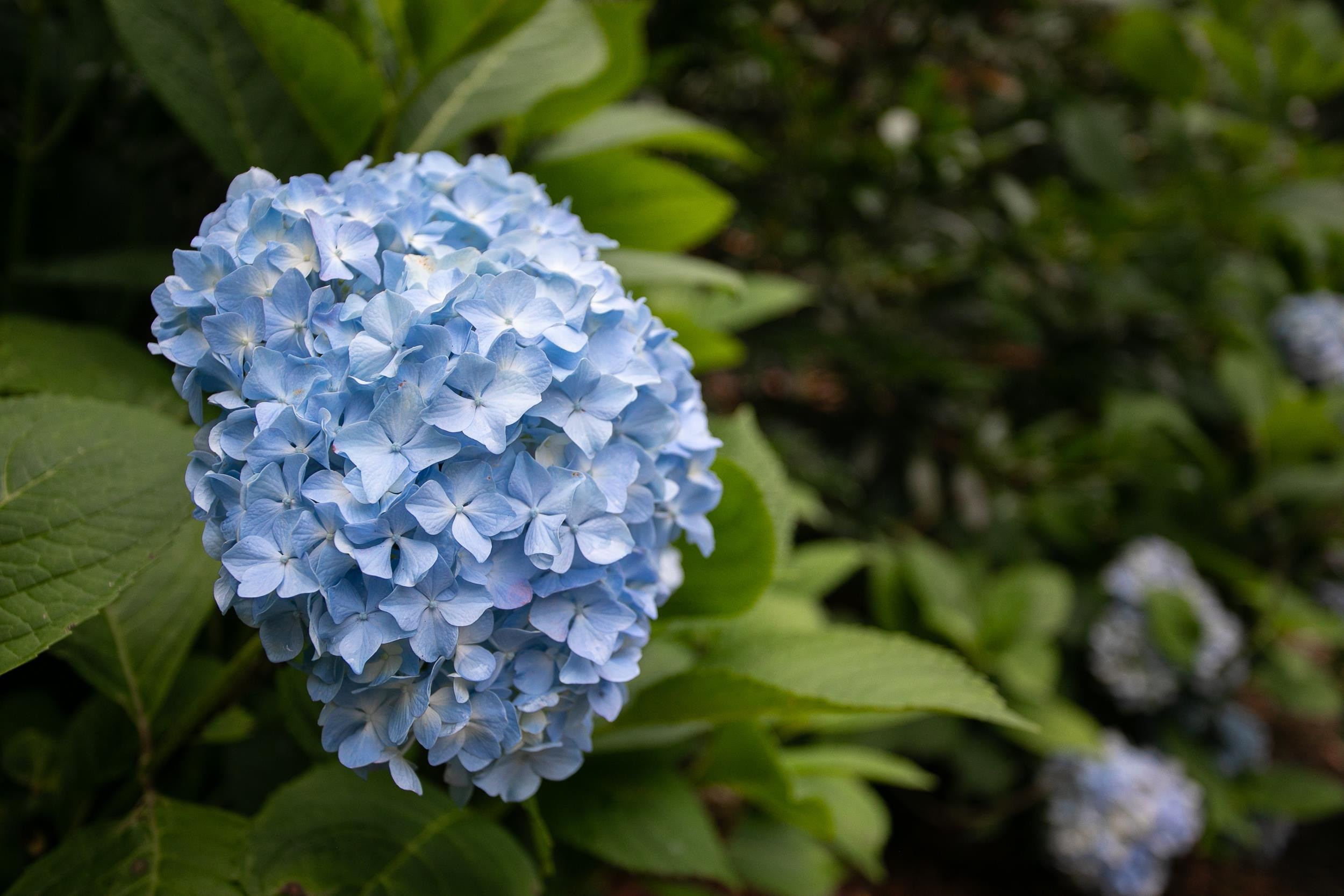 3619 Hathaway Road Durham, NC 27707 - Photo 63 of 65 Photo 63