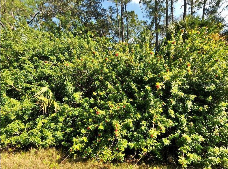 Havemeyer St Port North Port, FL 34288 - Photo 2 of 5 a view of a tree