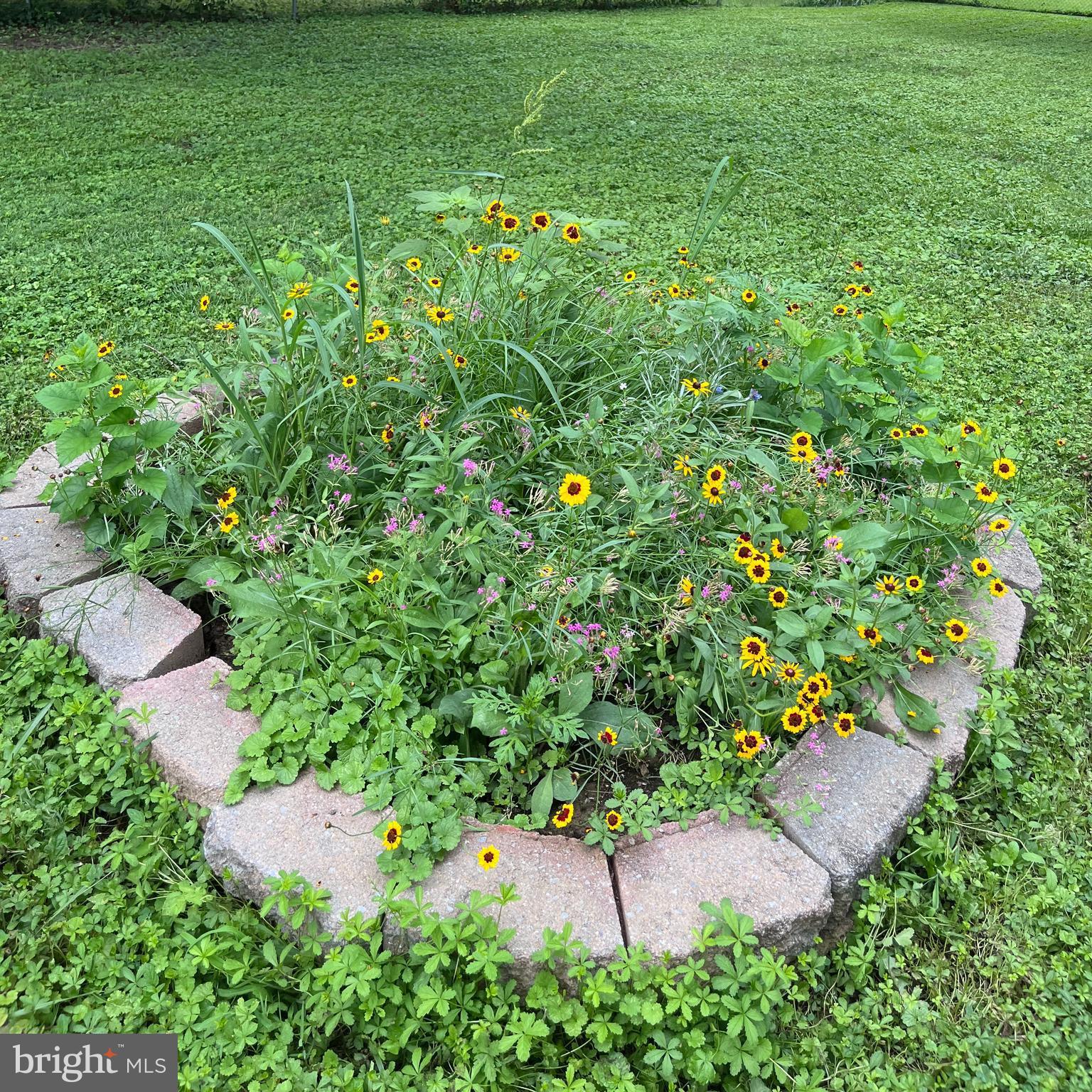 317 Wye Road Essex, MD 21221 - Photo 35 of 35 a view of a garden with a plant