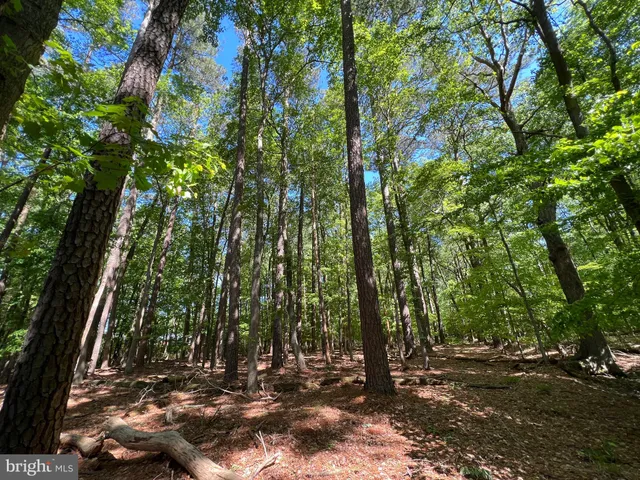 a view of outdoor space and trees