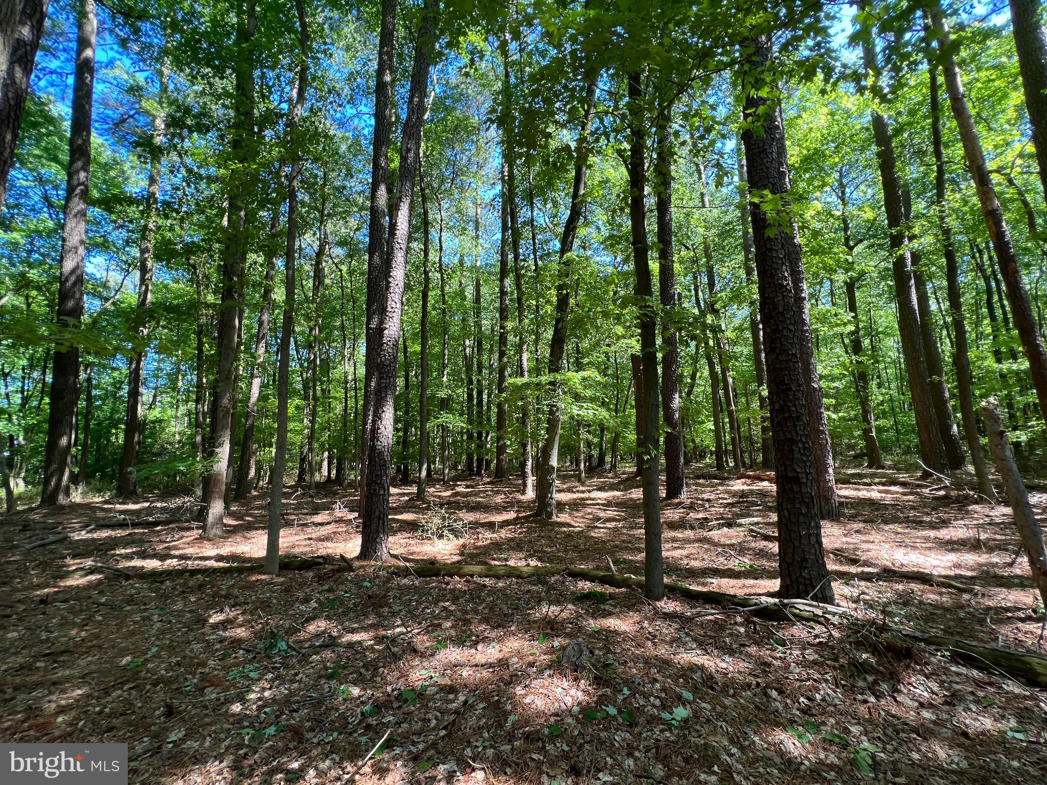 40 Revells Neck Road Westover, MD 21871 - Photo 4 of 11 a view of outdoor space with trees
