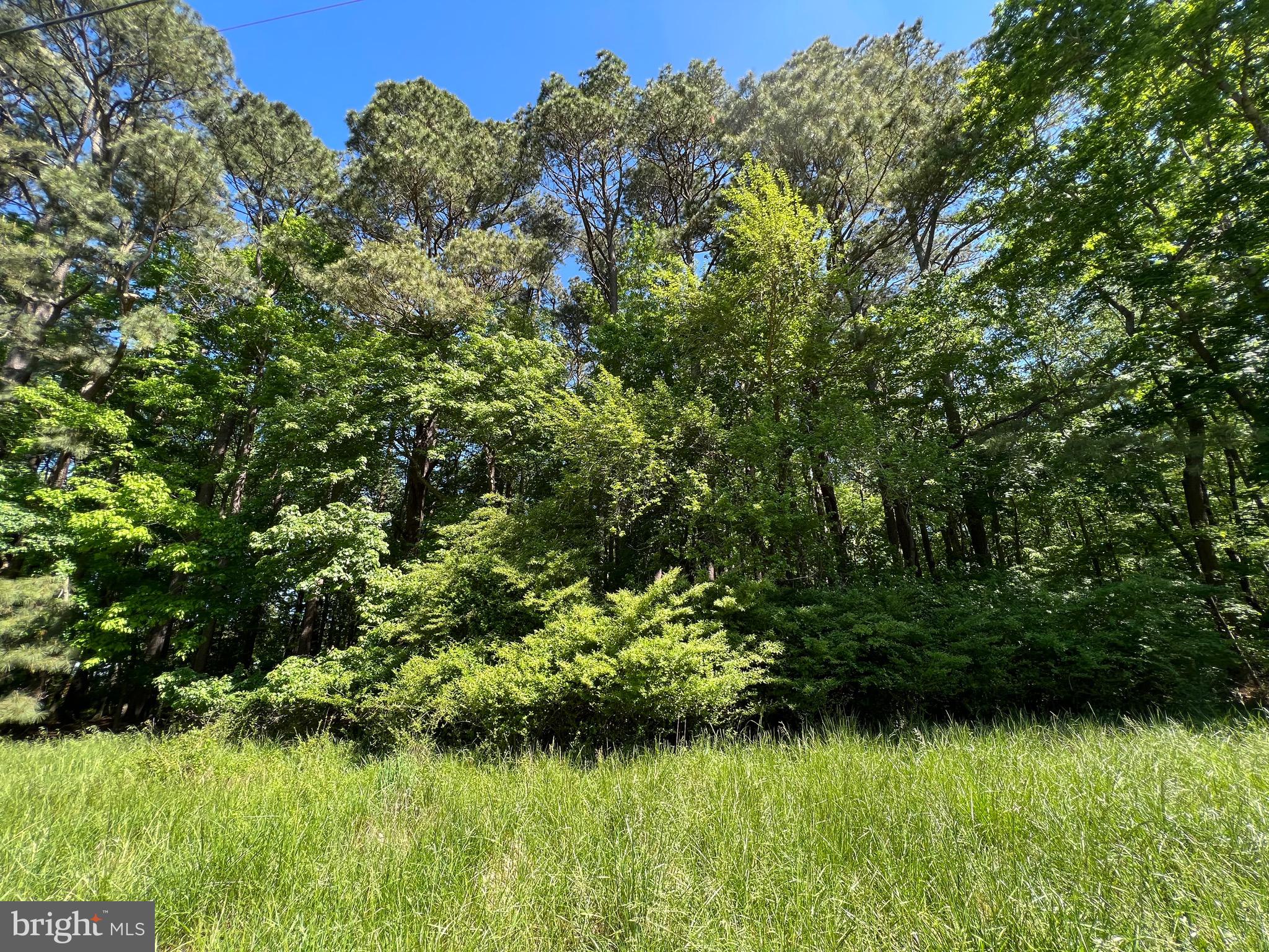 40 Revells Neck Road Westover, MD 21871 - Photo 7 of 11 a view of a garden