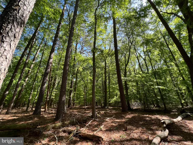 a view of a forest with trees