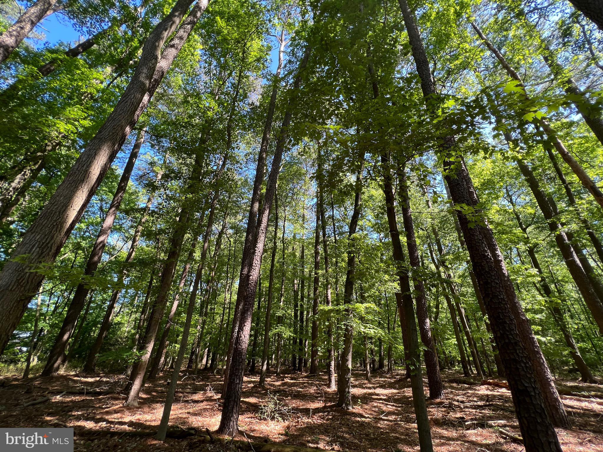 40 Revells Neck Road Westover, MD 21871 - Photo 9 of 11 a view of a forest with trees