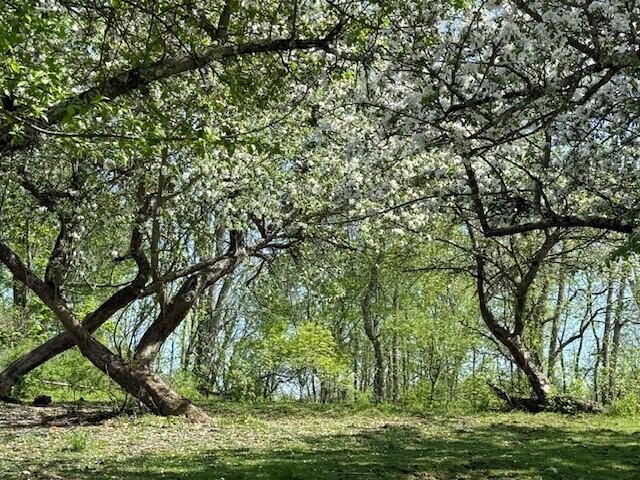 474 Simpson Road Buxton, ME 04093 - Photo 11 of 29 Flowering trees