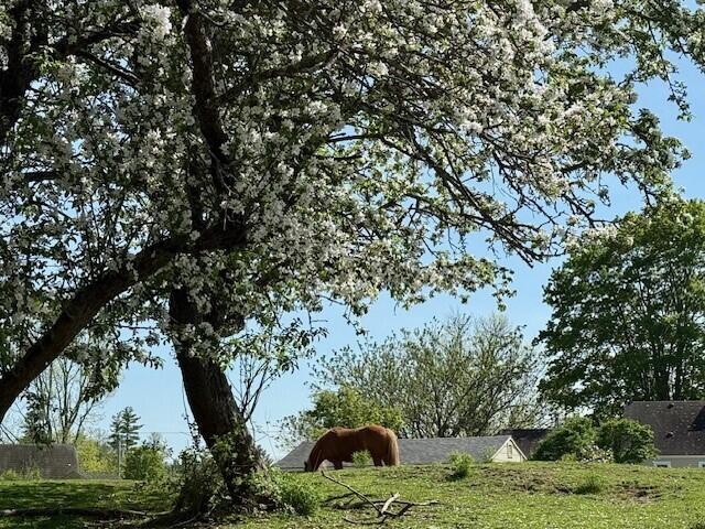 474 Simpson Road Buxton, ME 04093 - Photo 10 of 29 Flowering Trees Rear of Home